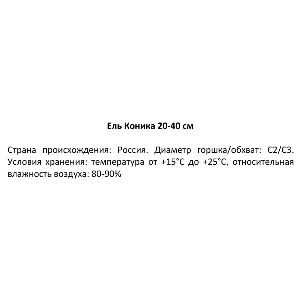 Фото 3 Ель Коника С2 h30-40 см Фото 3 Ель Коника С2 h30-40 см