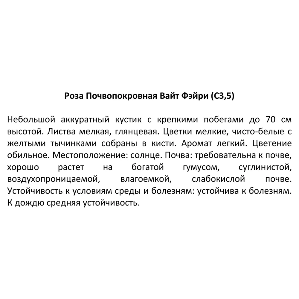 Фото 4 Роза почвопокровная Вайт Фэйри ø18.5 h30 см Фото 4 Роза почвопокровная Вайт Фэйри ø18.5 h30 см