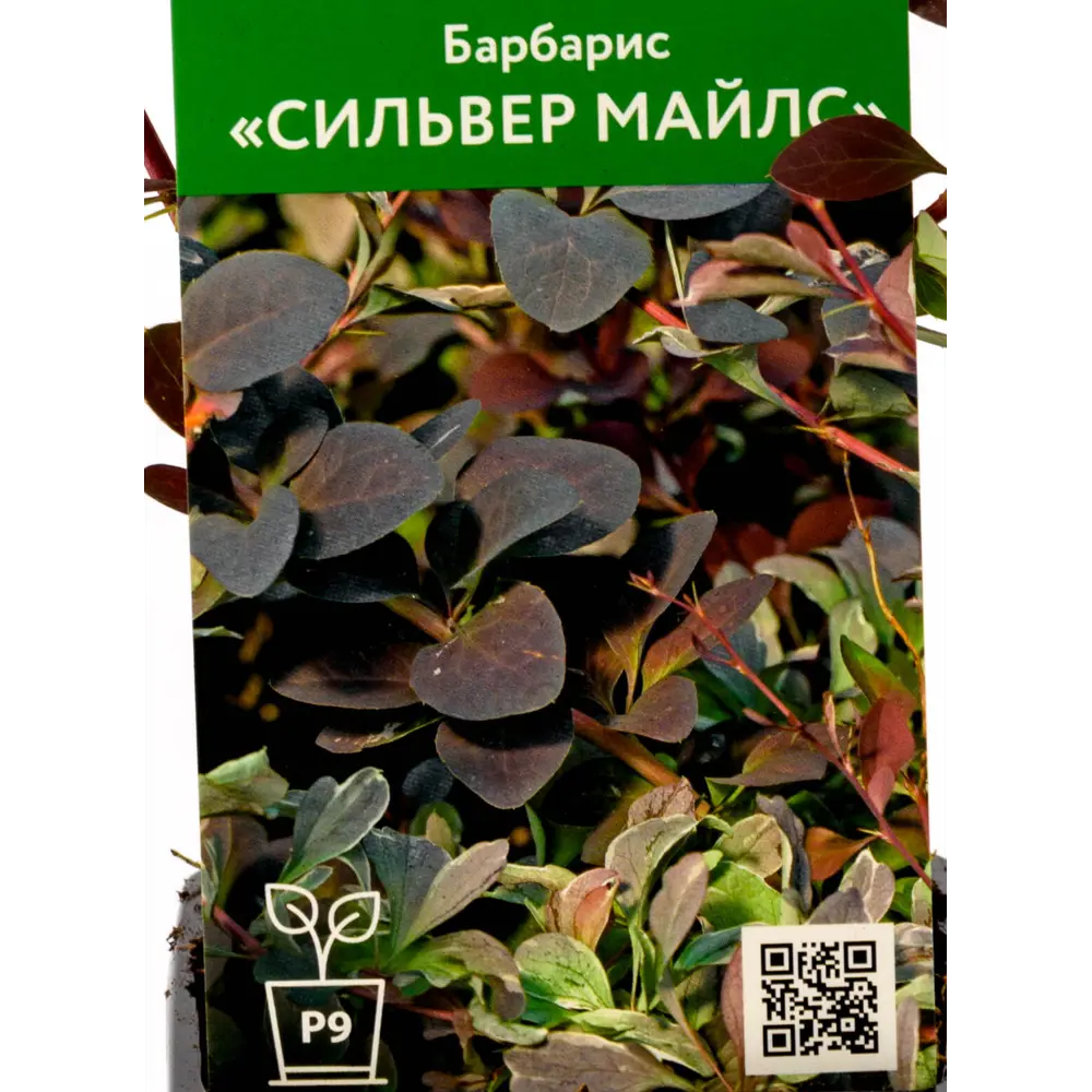 Фото Барбарис Оттавский Сильвер Майлс ø9 см h50 см Фото Барбарис Оттавский Сильвер Майлс ø9 см h50 см