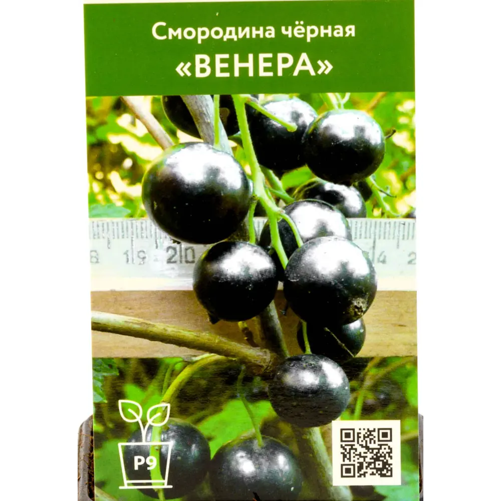 Фото 4 Смородина черная Венера h45 см Фото 4 Смородина черная Венера h45 см