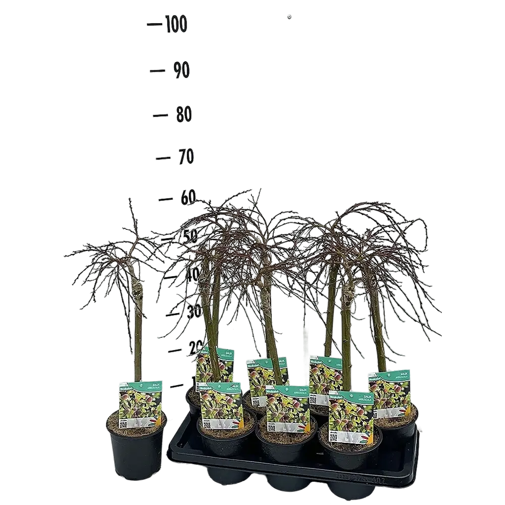 Фото Ива Арбускула ø14 h50 см