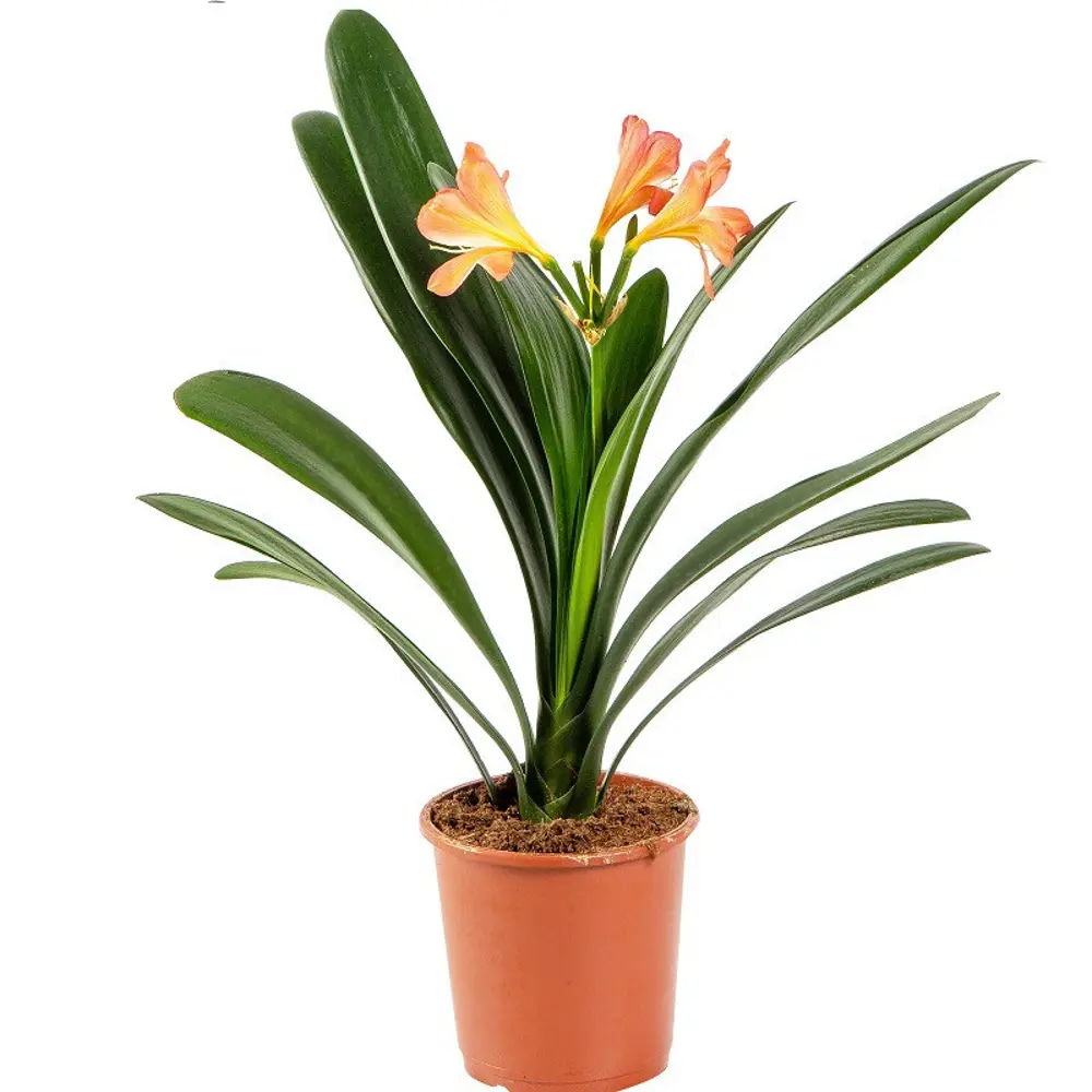 Фото Кливия Миниата ø13 h30 см