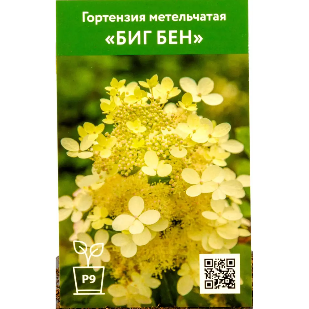 Фото Гортензия Биг Бен ø9 см h55 см Фото Гортензия Биг Бен ø9 см h55 см