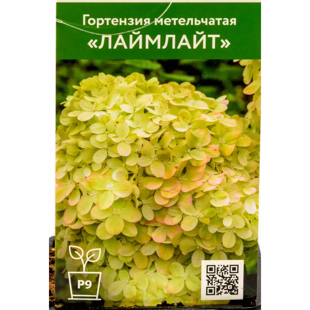 Фото Гортензия Лаймлайт ø9 см h55 см Фото Гортензия Лаймлайт ø9 см h55 см