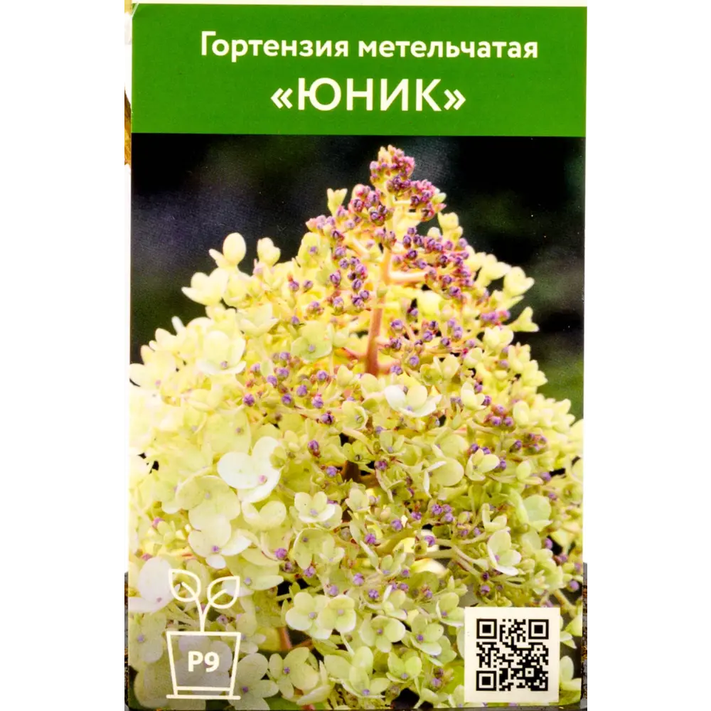 Фото Гортензия Юник ø9 см h55 см Фото Гортензия Юник ø9 см h55 см