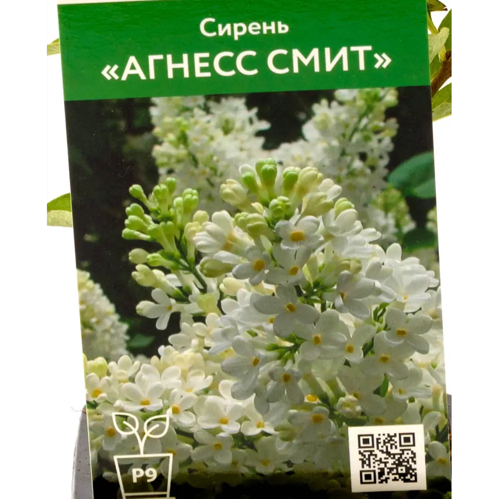 Фото Сирень Агнесс Смит ø9 см h40 см Фото Сирень Агнесс Смит ø9 см h40 см