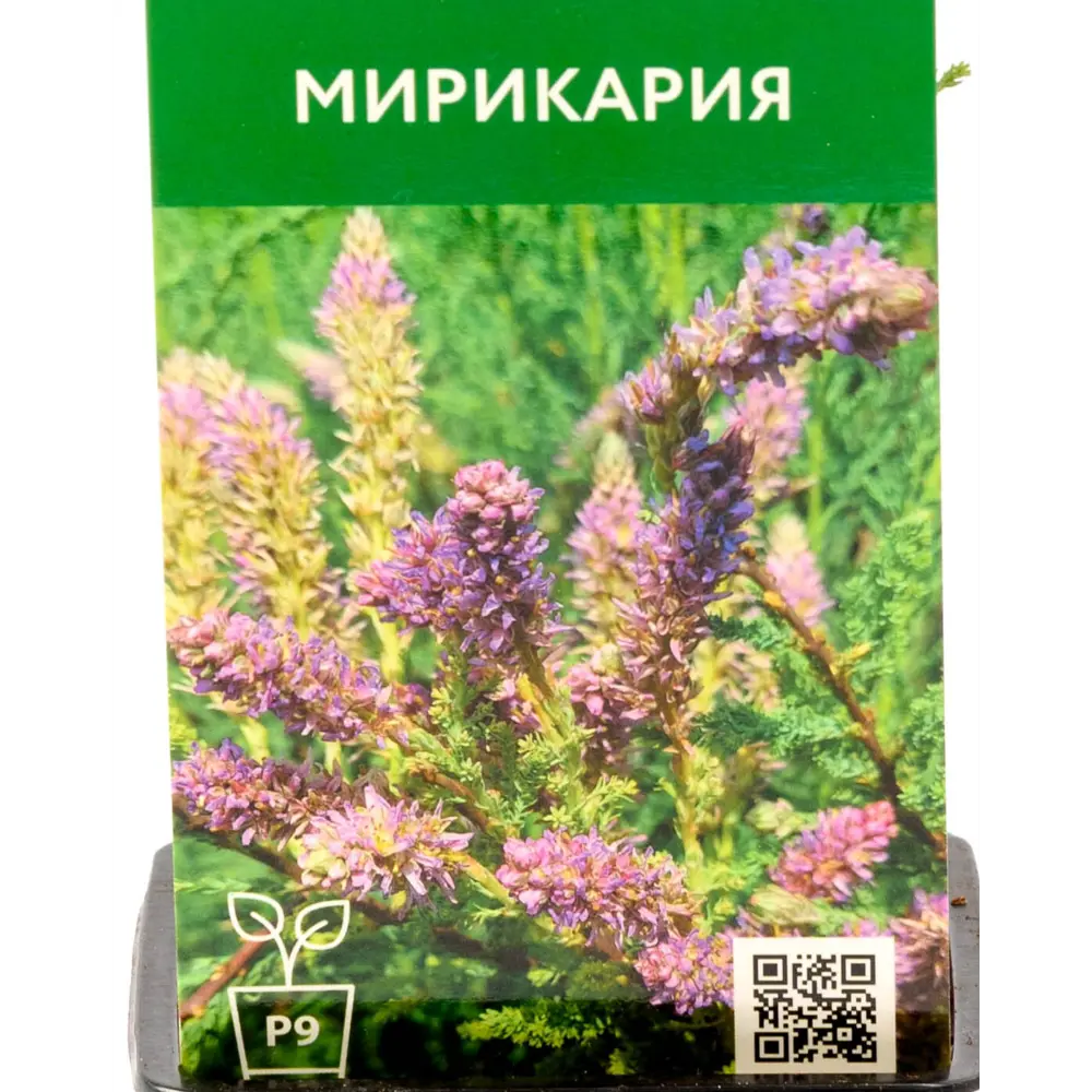Фото Мирикария ø9 см h35 см Фото Мирикария ø9 см h35 см