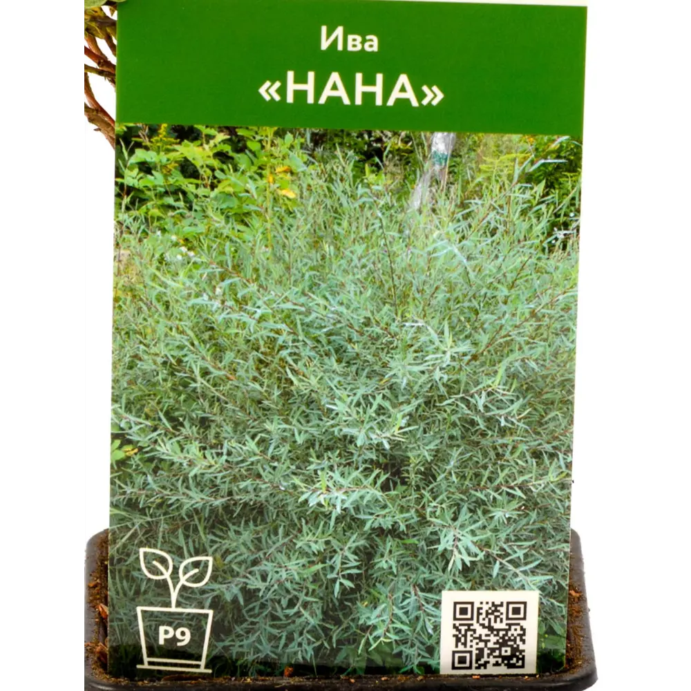 Фото Ива Нана ø9 см h35 см Фото Ива Нана ø9 см h35 см