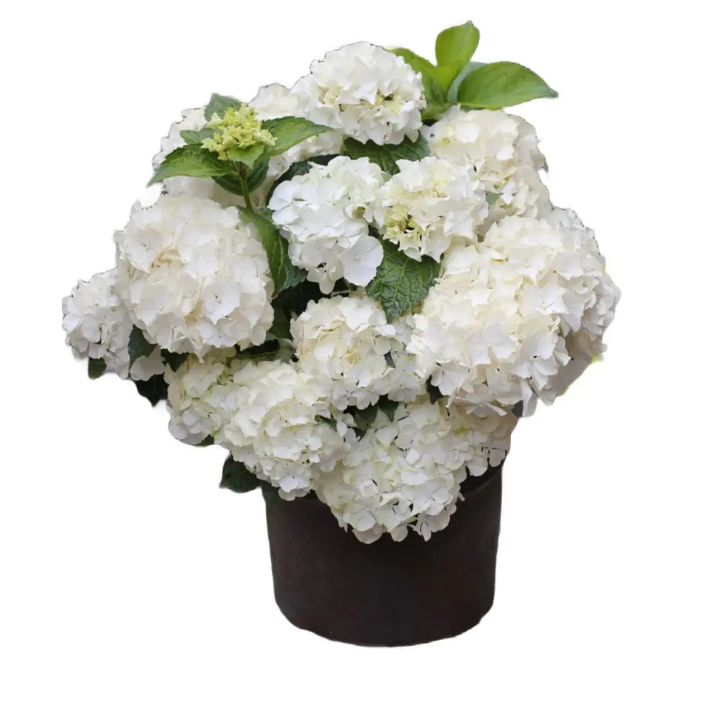 Фото Гортензия Регги Увайт ø21 h30-40 см Фото Гортензия Регги Увайт ø21 h30-40 см
