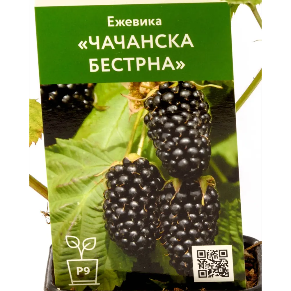 Фото Ежевика Чачанска Бестрна h70 см Фото Ежевика Чачанска Бестрна h70 см