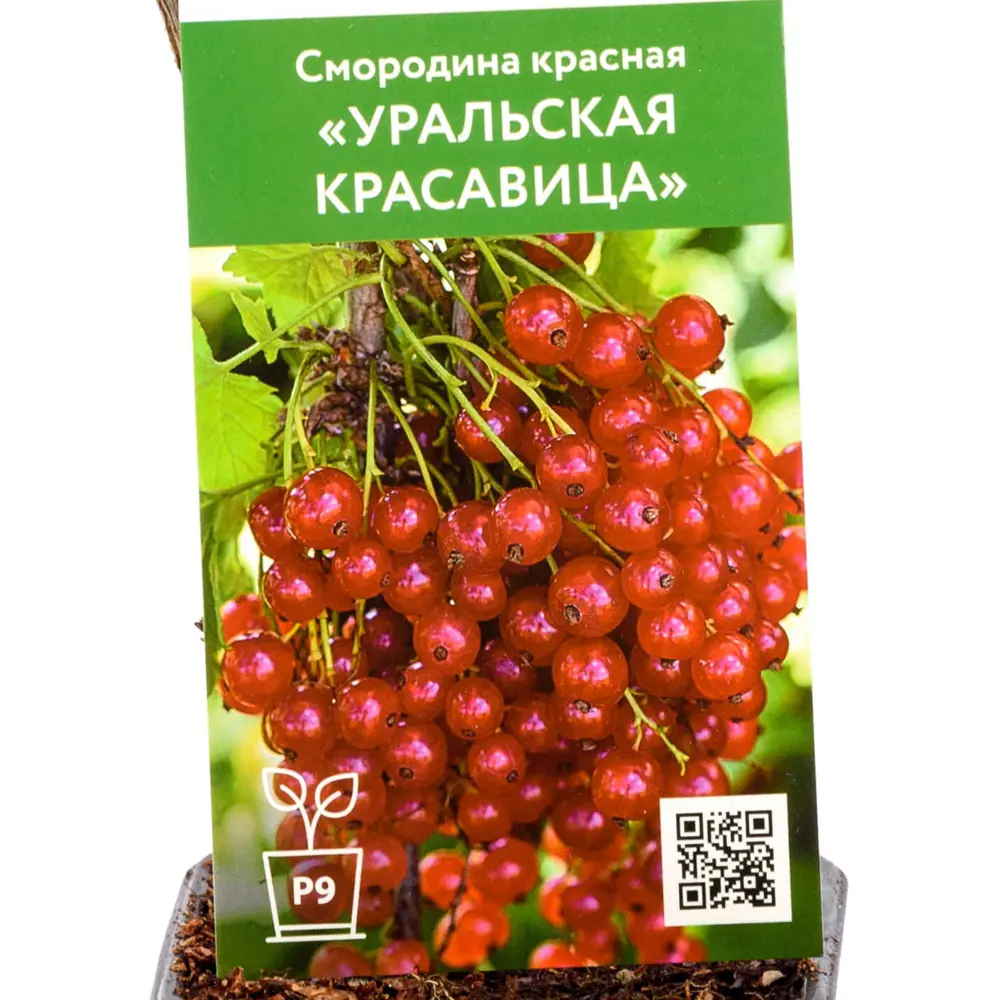 Фото Смородина Уральская красавица h40 см Фото Смородина Уральская красавица h40 см