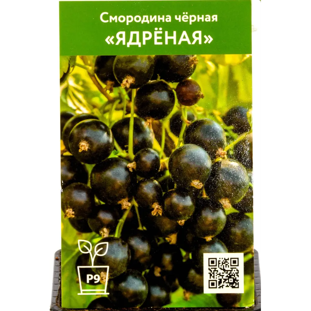 Фото Смородина черная Ядреная h45 см Фото Смородина черная Ядреная h45 см