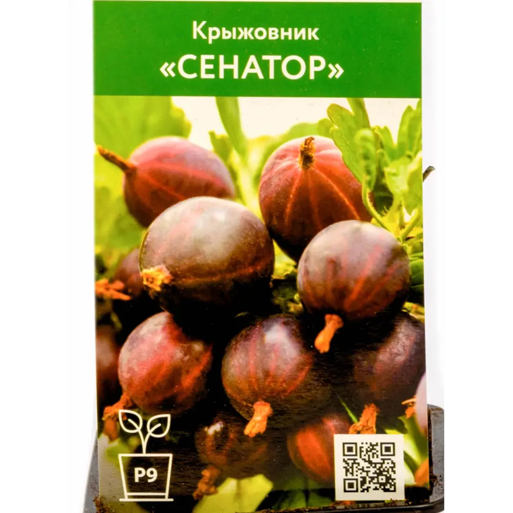 Фото Крыжовник Сенатор ø9 h50 см Фото Крыжовник Сенатор ø9 h50 см