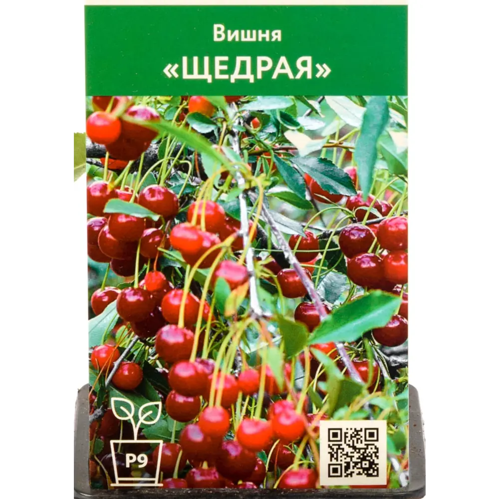 Фото Вишня Щедрая ø9 h45 см Фото Вишня Щедрая ø9 h45 см