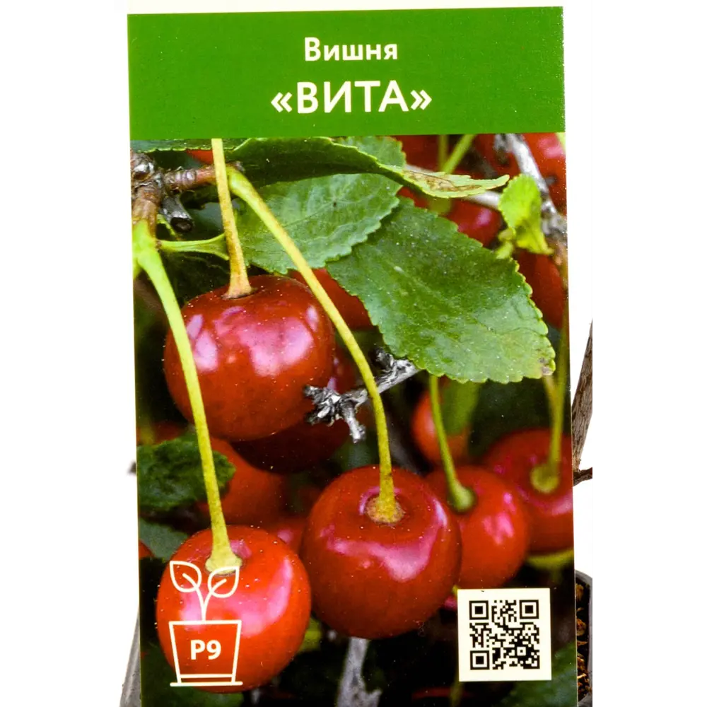 Фото Вишня Вита ø9 h45 см Фото Вишня Вита ø9 h45 см