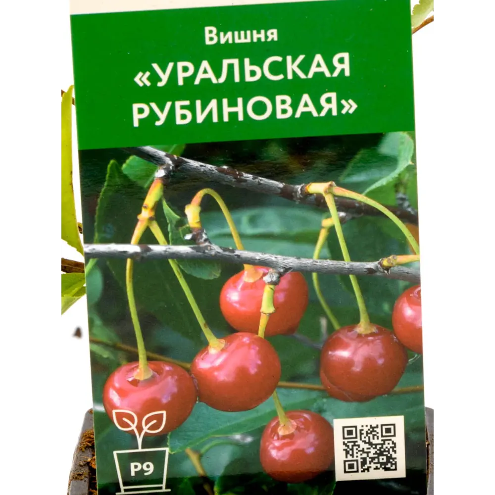 Фото Вишня Уральская Рубиновая h45 см Фото Вишня Уральская Рубиновая h45 см