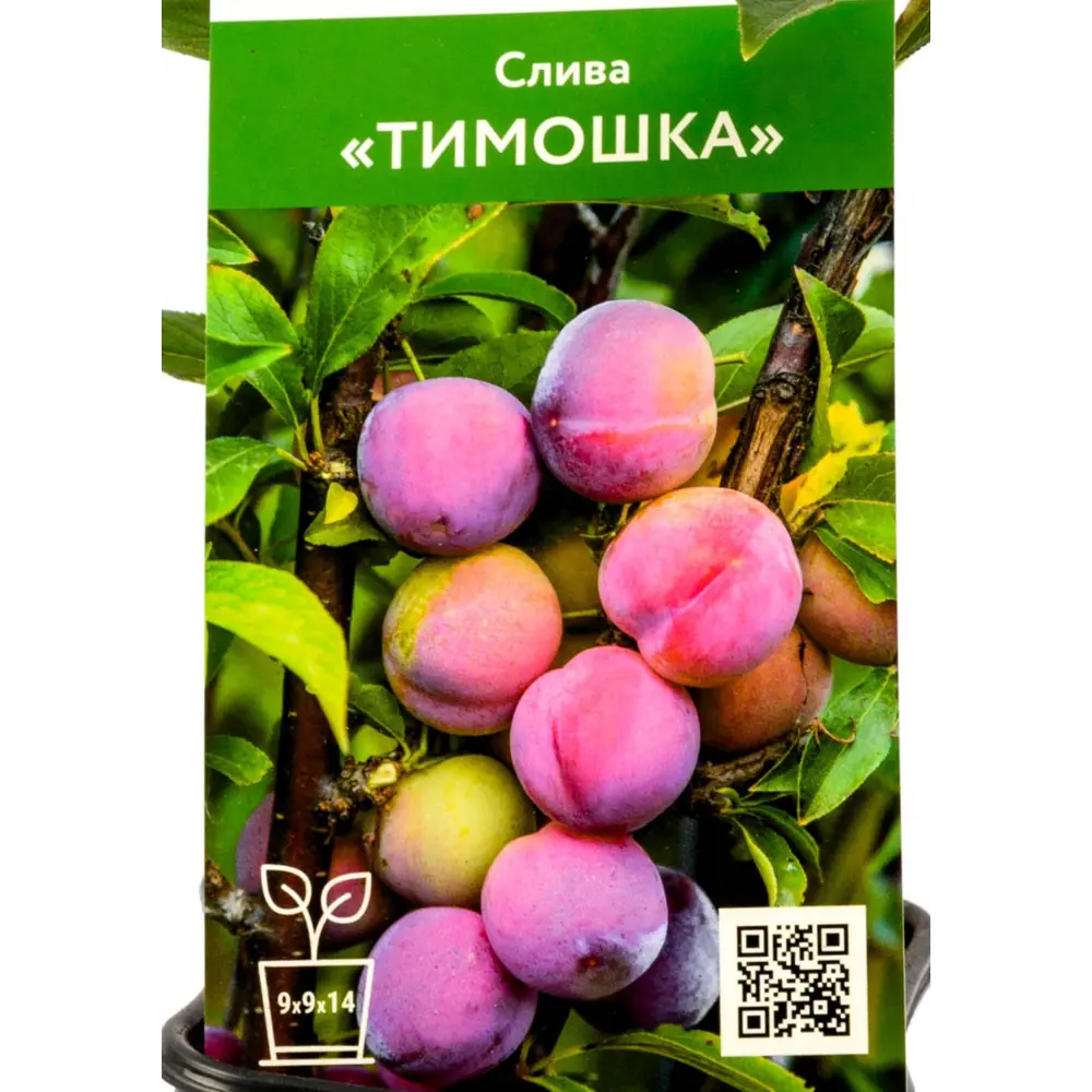 Фото Слива Тимошка ø9 h50 см Фото Слива Тимошка ø9 h50 см