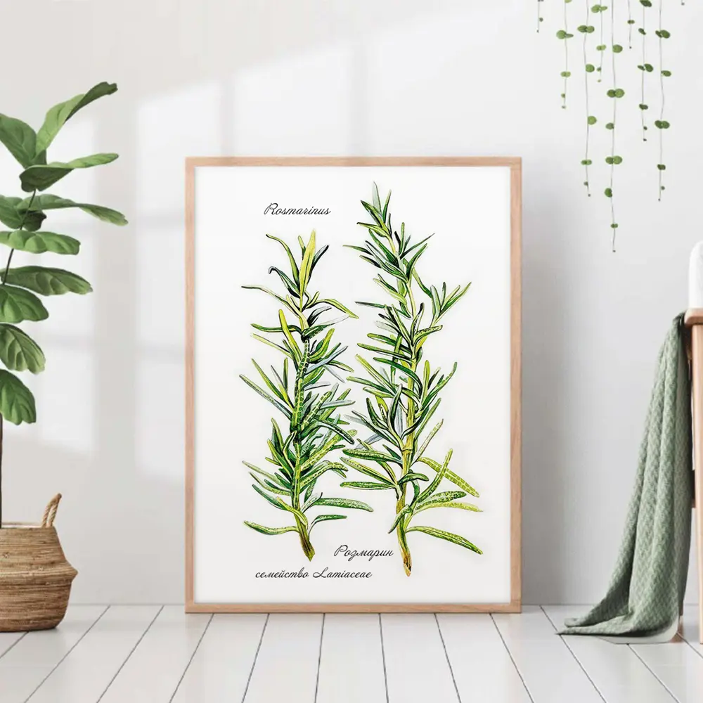 Фото Постер 28 картин "Розмарин иллюстрация" 50x40 см Фото Постер 28 картин "Розмарин иллюстрация" 50x40 см