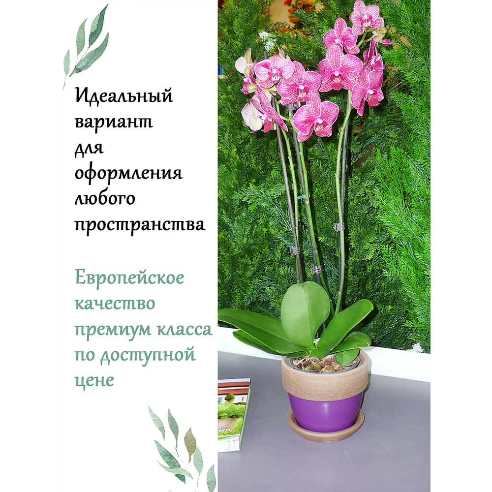 Фото 4 Горшок цветочный D1720W Deroma 20 см 4.5 л керамика фиолетовый Фото 4 Горшок цветочный D1720W Deroma 20 см 4.5 л керамика фиолетовый