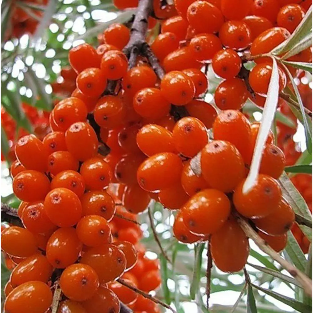 Фото Облепиха Джемовая ø22 h20 - 40 см Фото Облепиха Джемовая ø22 h20 - 40 см