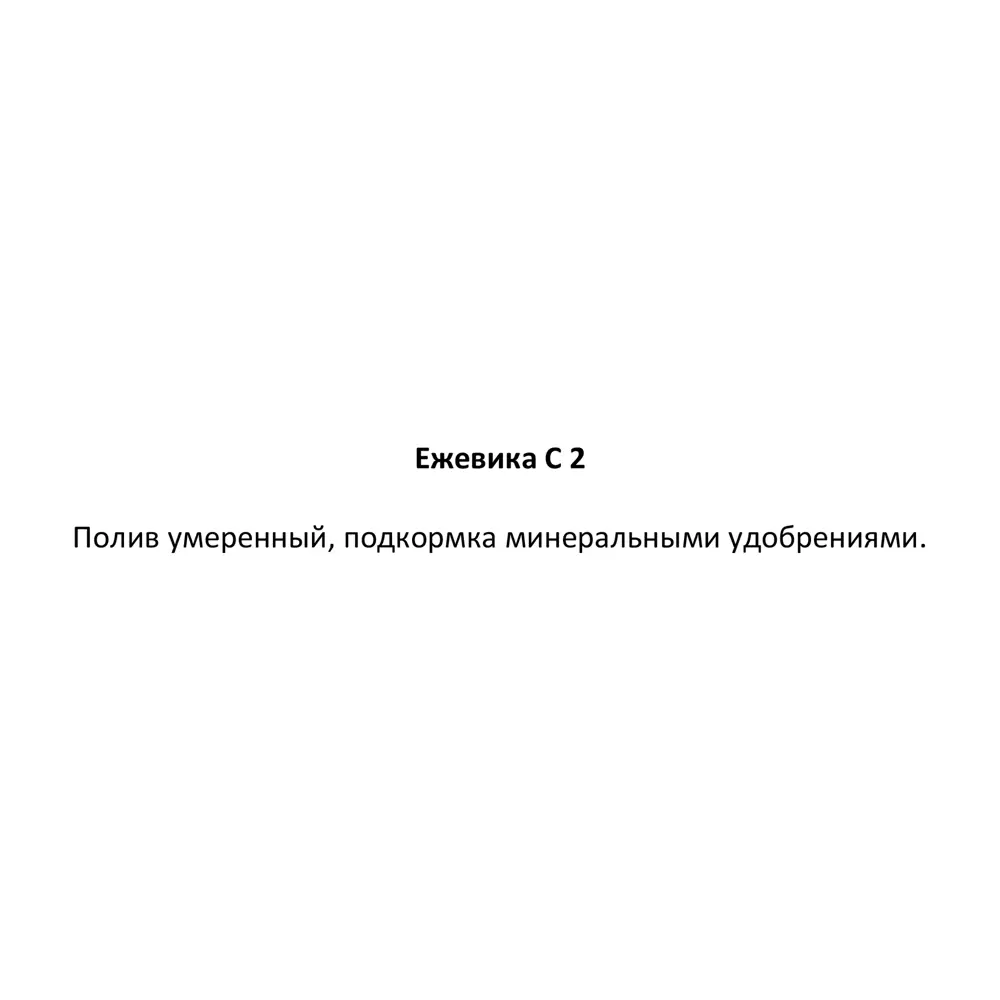 Фото 3 Ежевика C2 h60 см Фото 3 Ежевика C2 h60 см
