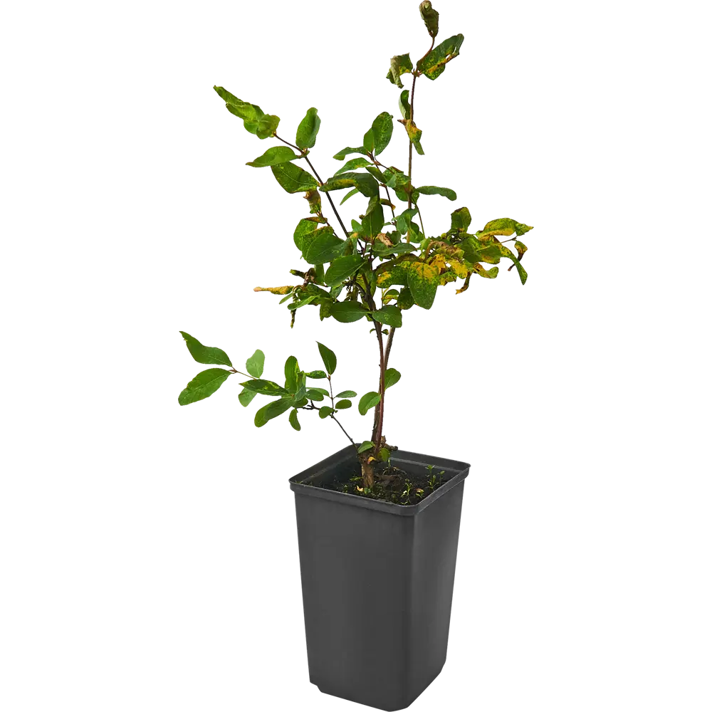 Фото Жимолость C2 h80 см Фото Жимолость C2 h80 см