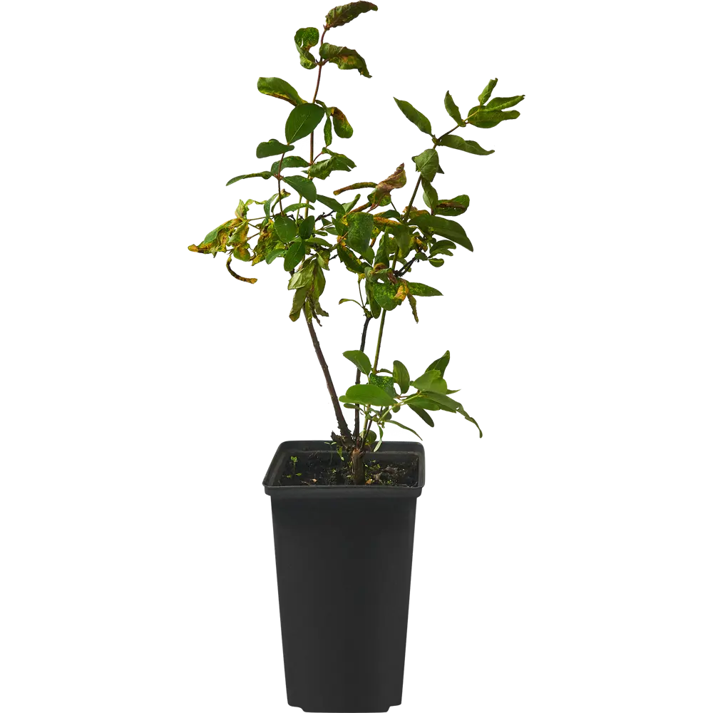 Фото 2 Жимолость C2 h80 см Фото 2 Жимолость C2 h80 см