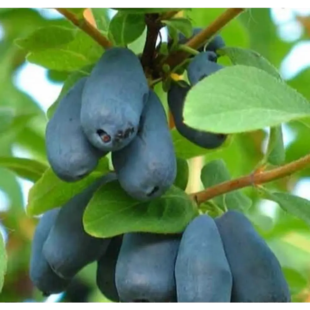 Фото 4 Жимолость C2 h80 см Фото 4 Жимолость C2 h80 см