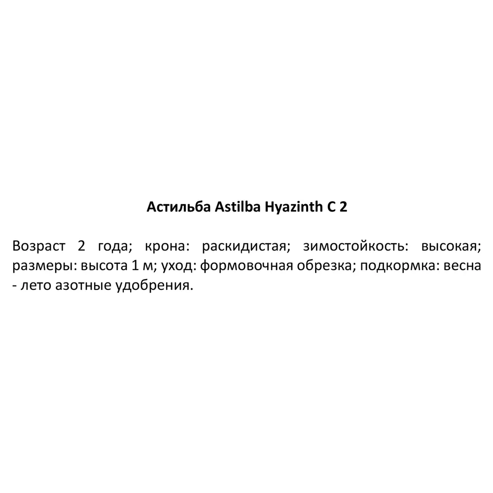 Фото Астильба Гиацинт ø15 h40 см Фото Астильба Гиацинт ø15 h40 см