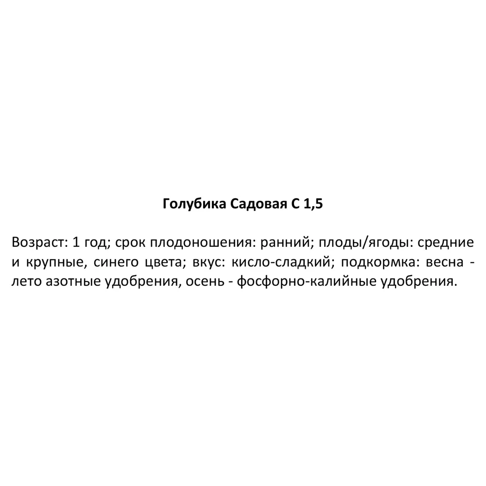 Фото 3 Голубика Эллиот ø15 h15 см Фото 3 Голубика Эллиот ø15 h15 см