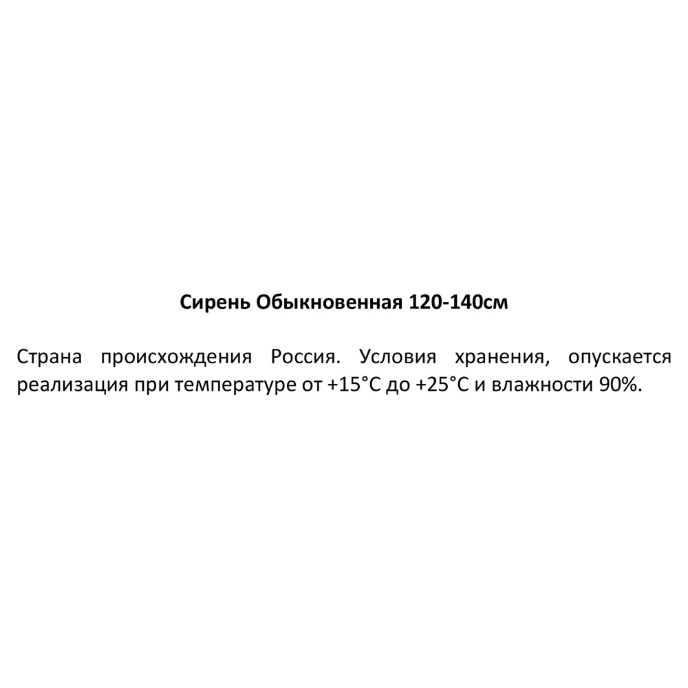 Фото 3 Сирень обыкновенная ø19 h120 - 140 см Фото 3 Сирень обыкновенная ø19 h120 - 140 см