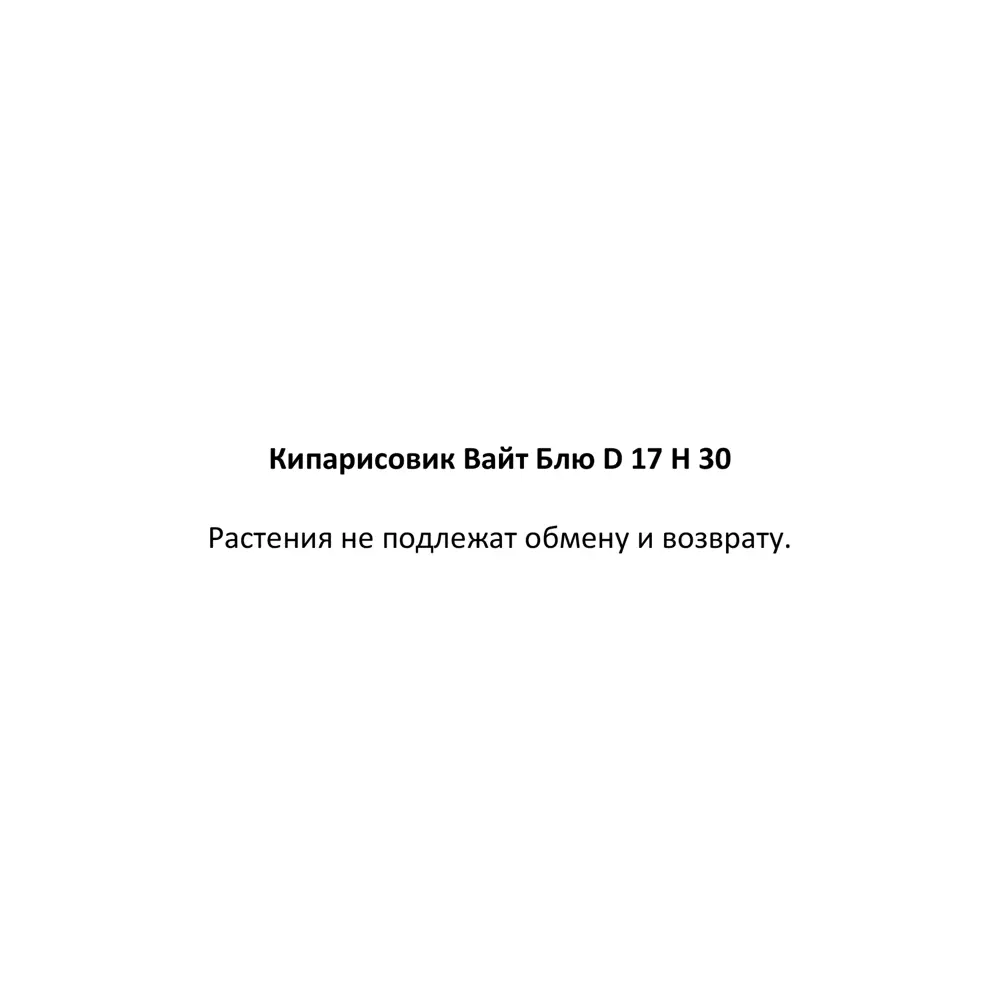 Фото 3 Кипарисовик Вайт Блю ø17 h30 см Фото 3 Кипарисовик Вайт Блю ø17 h30 см
