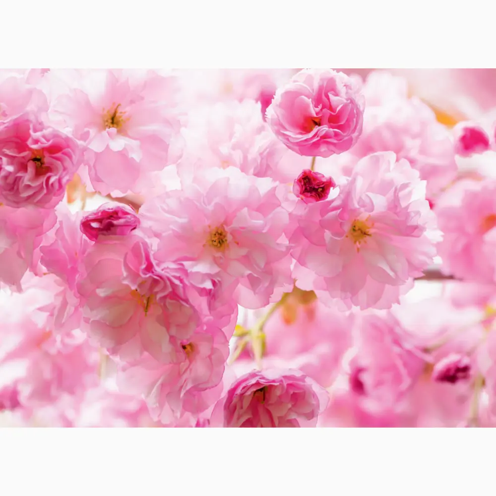 Фото 2 Фотообои бумажные Postermarket 254x184 см WM-12 Цветы Фото 2 Фотообои бумажные Postermarket 254x184 см WM-12 Цветы