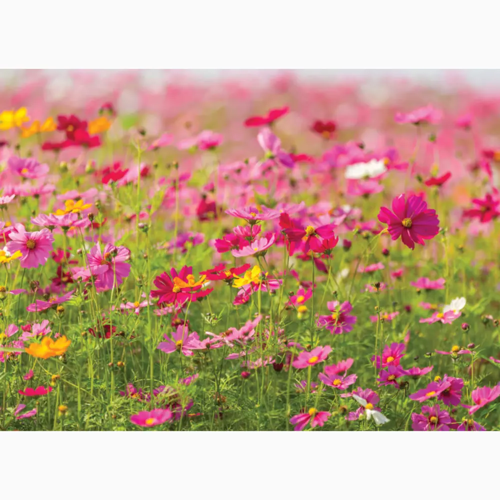 Фото 2 Фотообои бумажные Postermarket 254x184 см WM-79 Полевые цветы Фото 2 Фотообои бумажные Postermarket 254x184 см WM-79 Полевые цветы