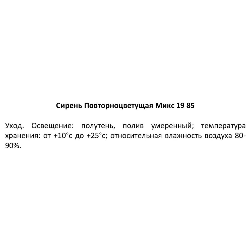 Фото 4 Сирень повторноцветущая микс ø19 h65 см Фото 4 Сирень повторноцветущая микс ø19 h65 см