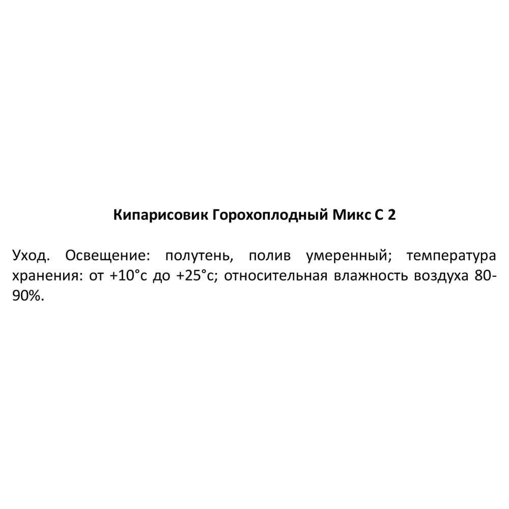 Фото 3 Кипарисовик горохоплодный микс ø17 h40 см Фото 3 Кипарисовик горохоплодный микс ø17 h40 см