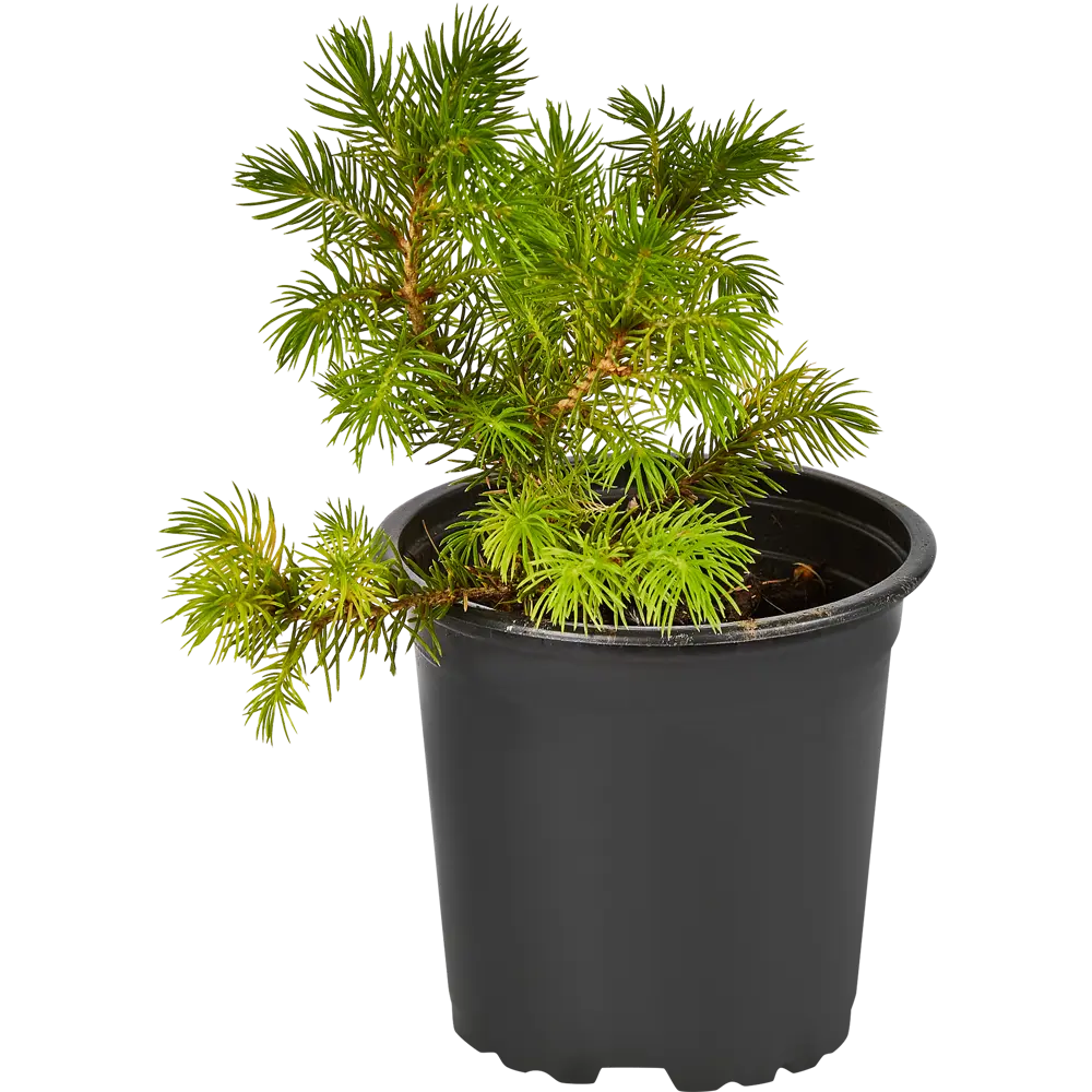 Фото 2 Ель канадская Голден Пик ø10.5 h15 см Фото 2 Ель канадская Голден Пик ø10.5 h15 см