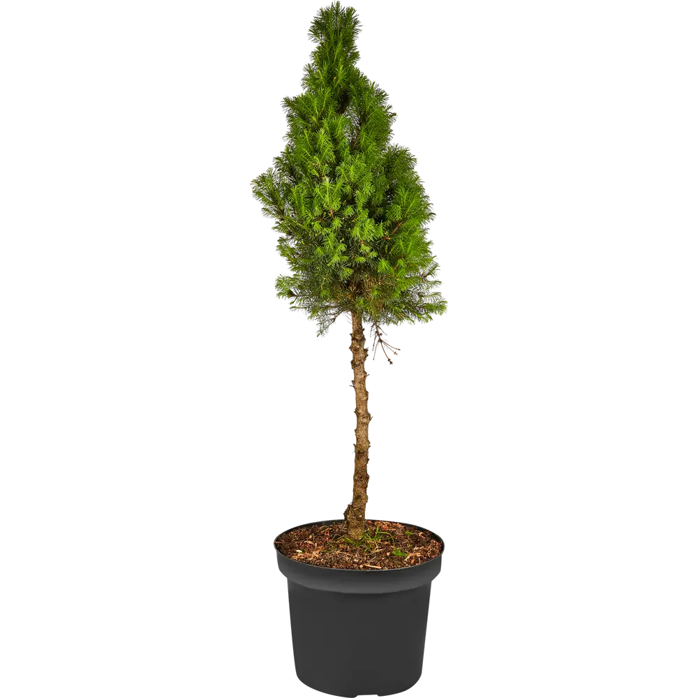 Фото 2 Ель канадская Коника h40 - 50 см Фото 2 Ель канадская Коника h40 - 50 см