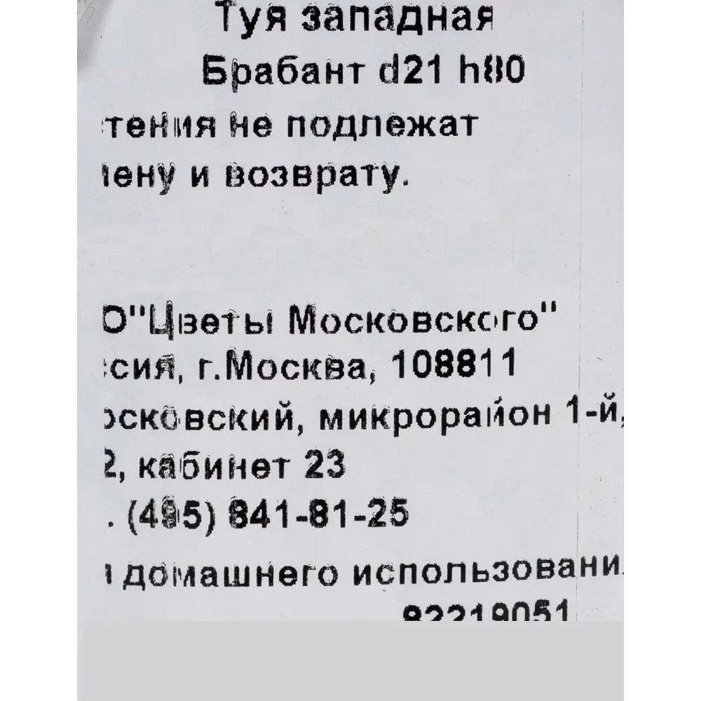 Фото 3 Туя западная «Брабант» 2.5 л h80 см