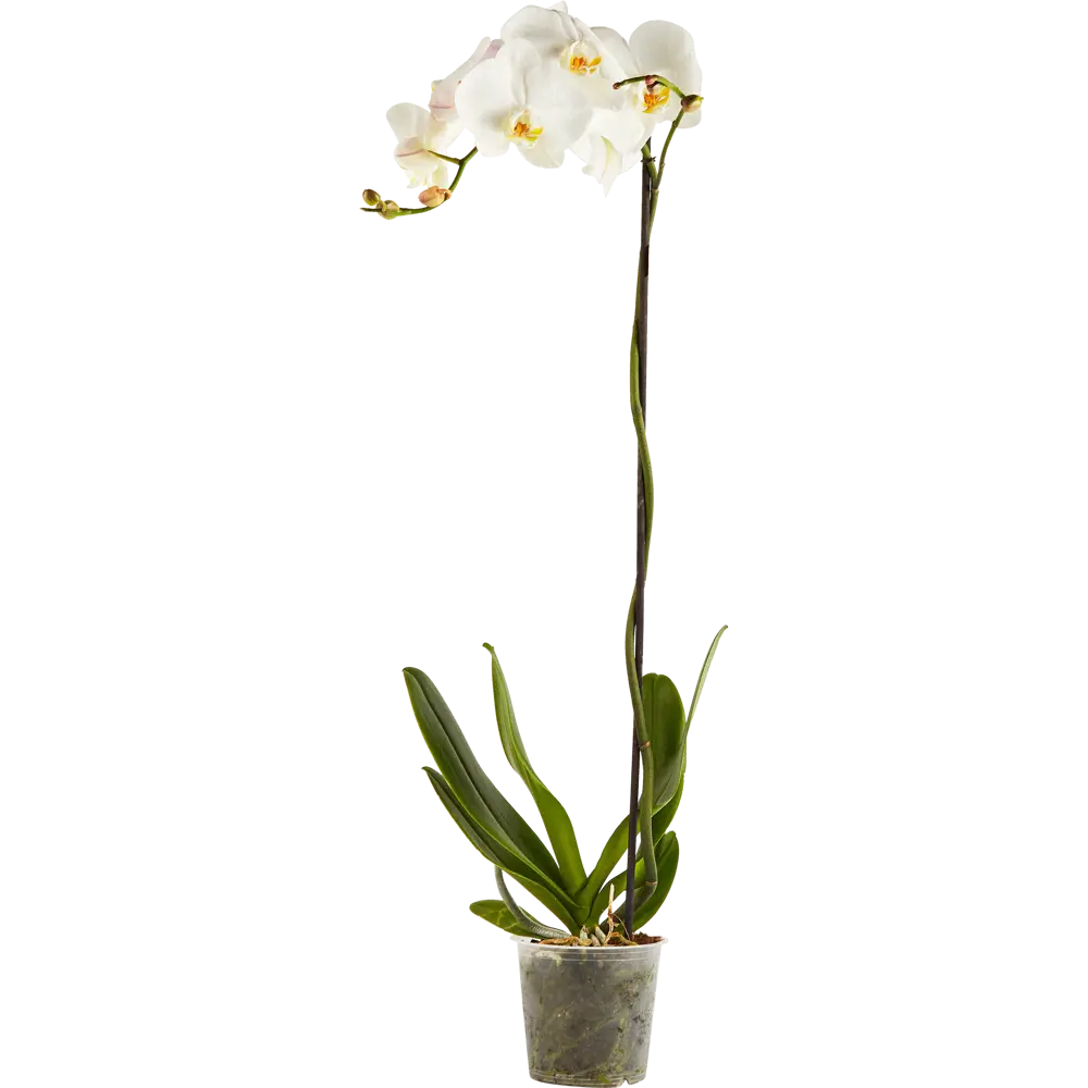 Фото Орхидея фаленопсис 1рр ø15 h80 см Фото Орхидея фаленопсис 1рр ø15 h80 см