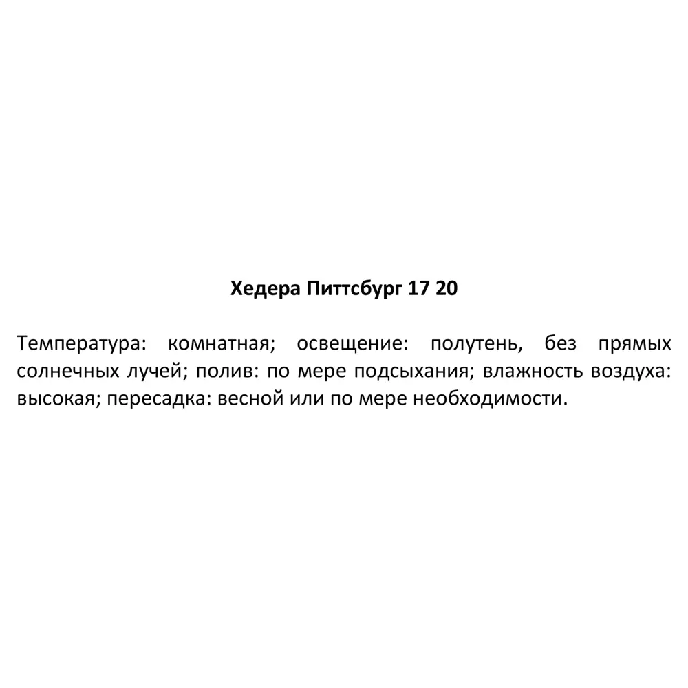 Фото 3 Хедера Питтсбург ø17 h20 см Фото 3 Хедера Питтсбург ø17 h20 см