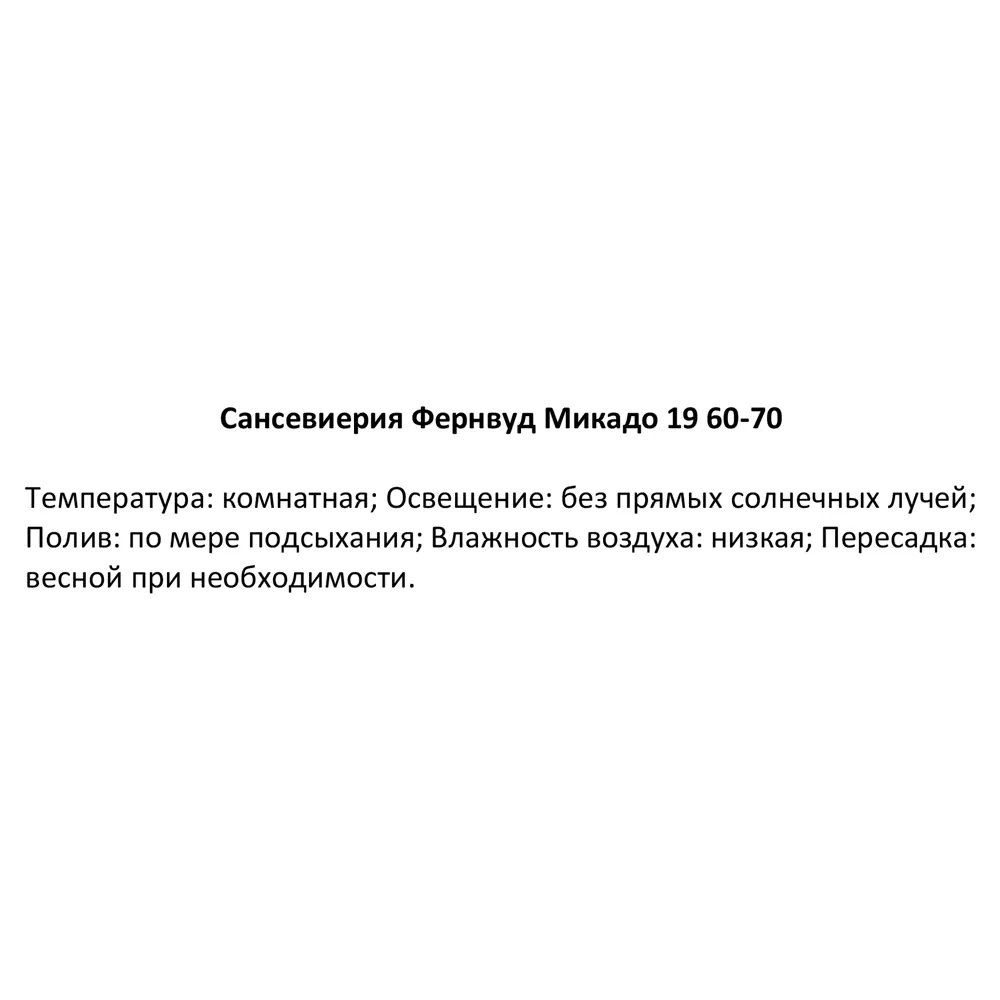 Фото 3 Сансевиерия Фернвуд микадо ø19 h60 см Фото 3 Сансевиерия Фернвуд микадо ø19 h60 см