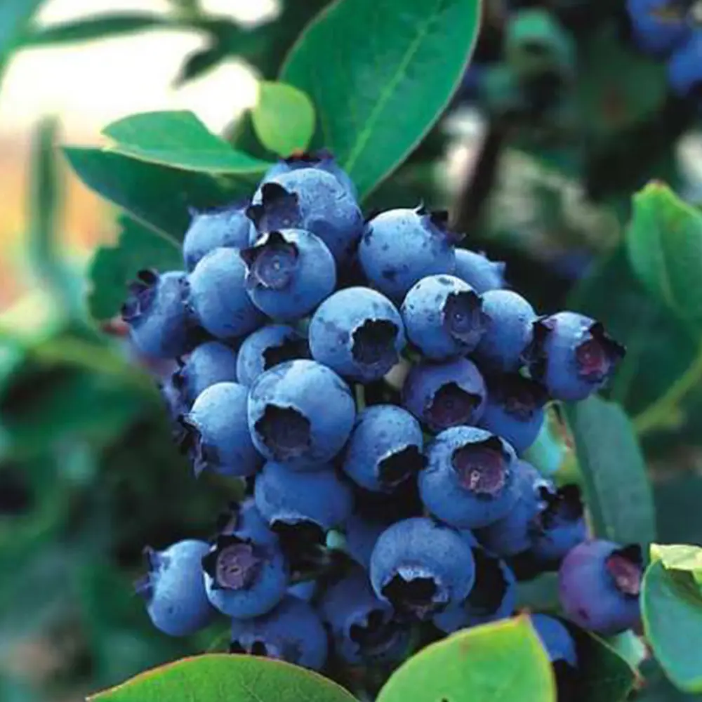 Фото Голубика высокорослая Блюджэй, Р9