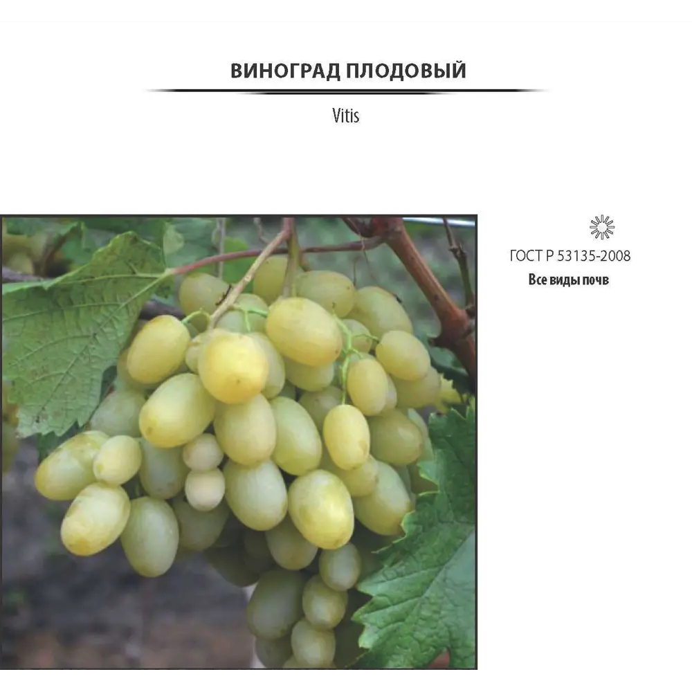 Фото 4 Виноград плодовый .в сортах (V2-3л) Фото 4 Виноград плодовый .в сортах (V2-3л)