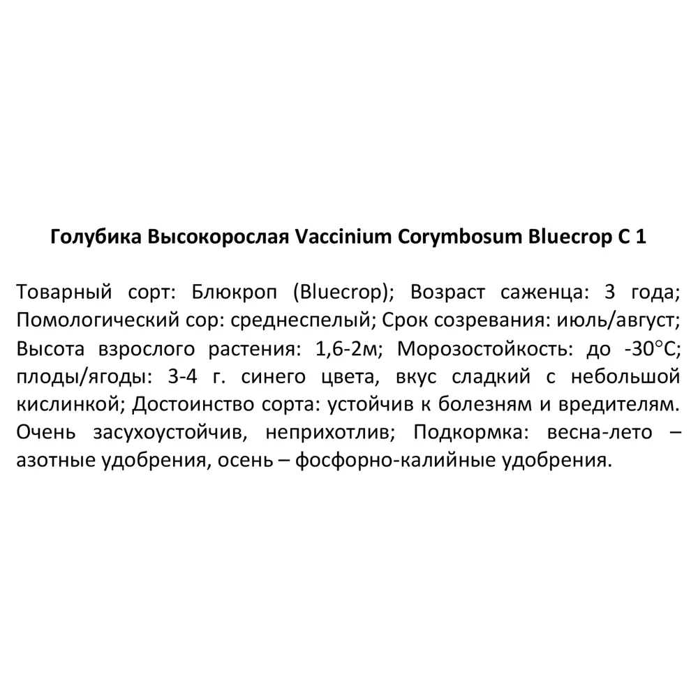 Фото 3 Голубика высокорослая Блюкроп ø24 h50 см Фото 3 Голубика высокорослая Блюкроп ø24 h50 см