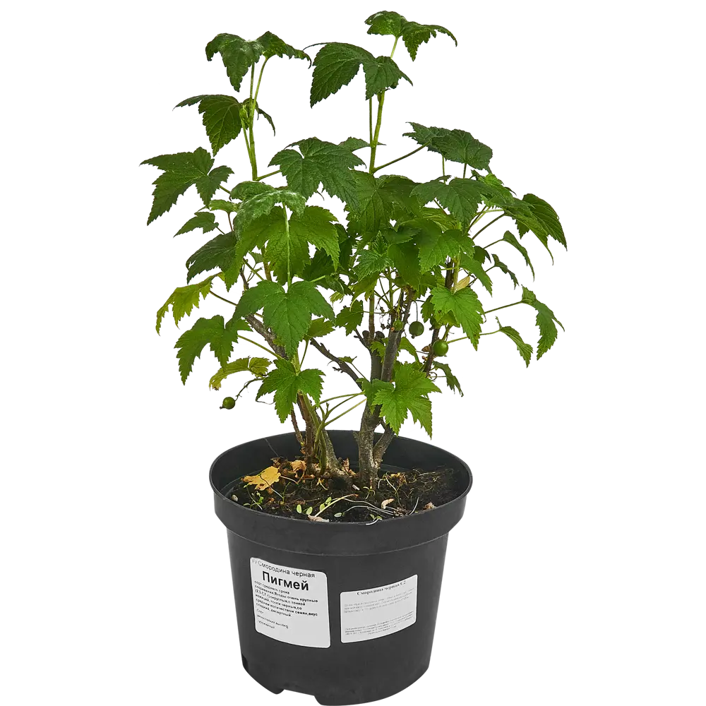 Фото 3 Смородина чёрная ø17 h60 см