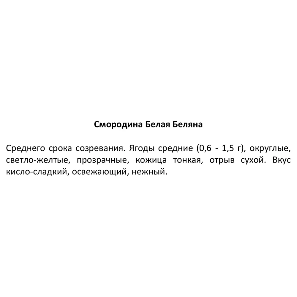 Фото 4 Смородина белая ø17 h60 см Фото 4 Смородина белая ø17 h60 см