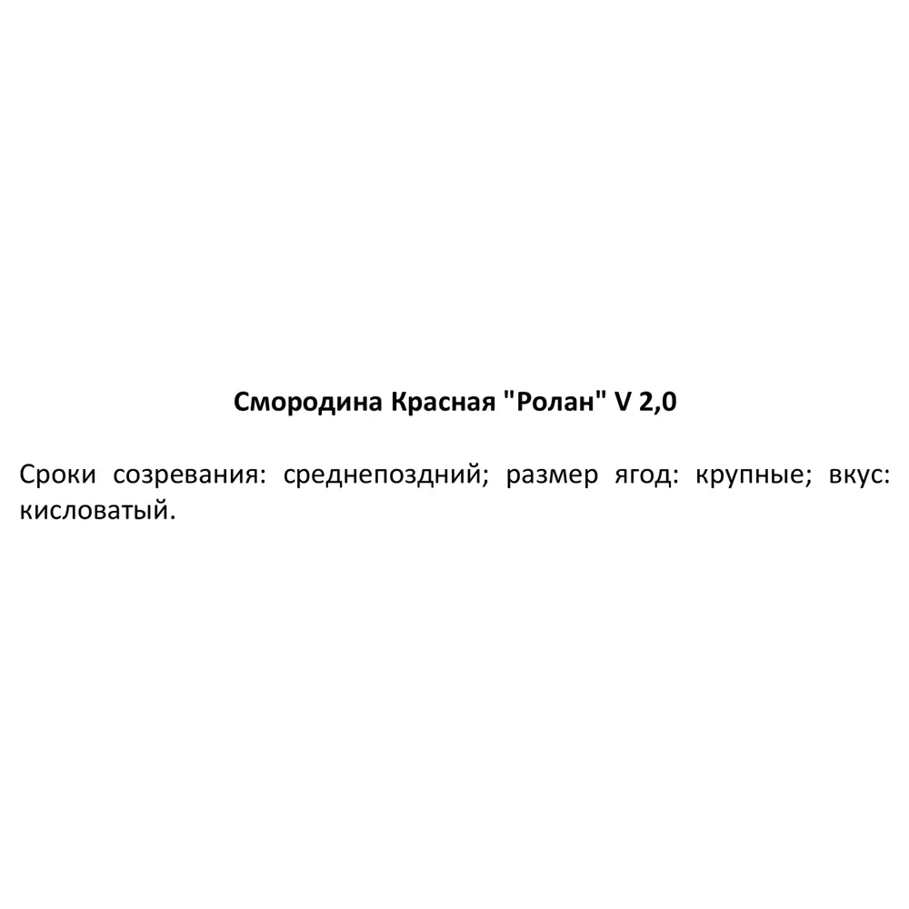 Фото 5 Смородина красная Ролан ø15 h30 см