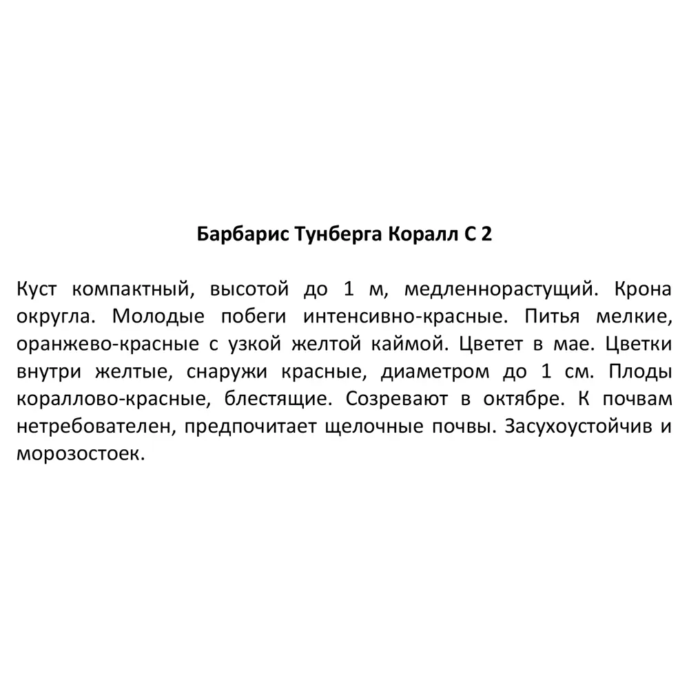 Фото 3 Барбарис Тунберга Коралл ø30 h100 см Фото 3 Барбарис Тунберга Коралл ø30 h100 см