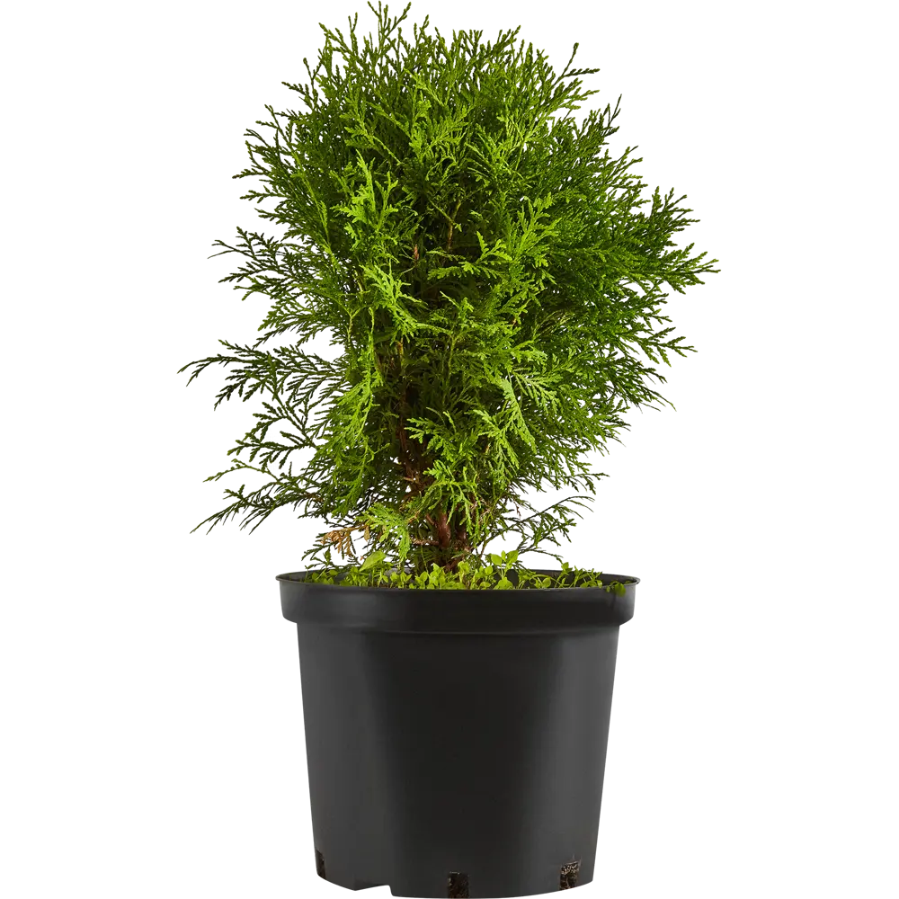 Фото 2 Туя западная Голден Глоб ø28 h40-50 см Фото 2 Туя западная Голден Глоб ø28 h40-50 см